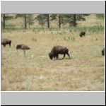 Closeup of herd